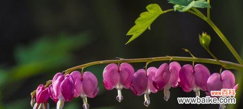 探寻荷包牡丹的含义与象征 荷包牡丹的花语与象征意义——富贵与繁荣
