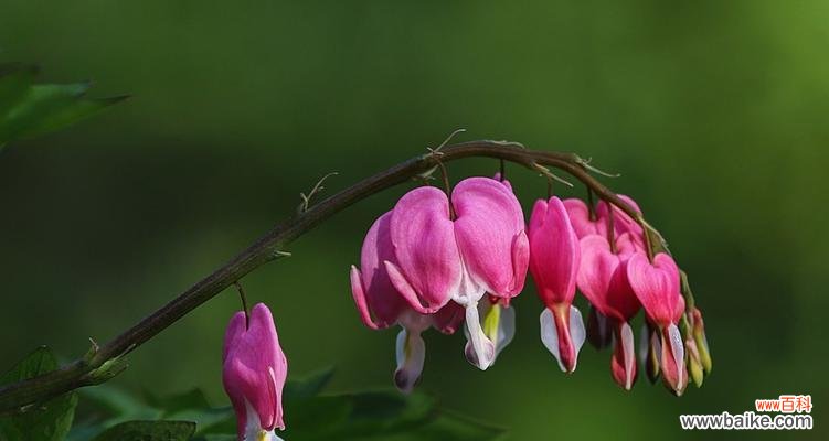 探寻荷包牡丹的含义与象征 荷包牡丹的花语与象征意义——富贵与繁荣
