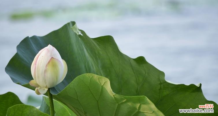 荷花之美 荷花的花语——寓意与美丽