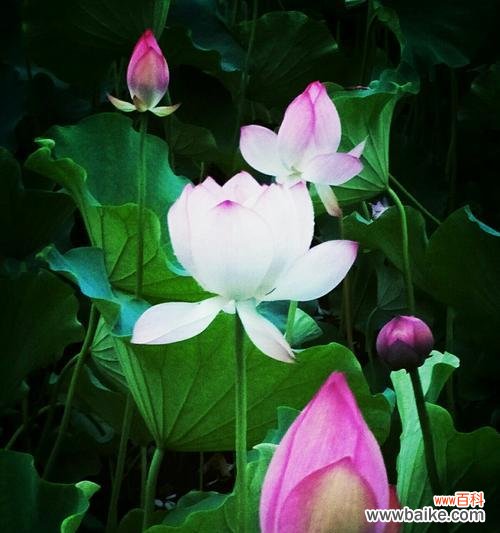 荷花之美 荷花的花语——寓意与美丽