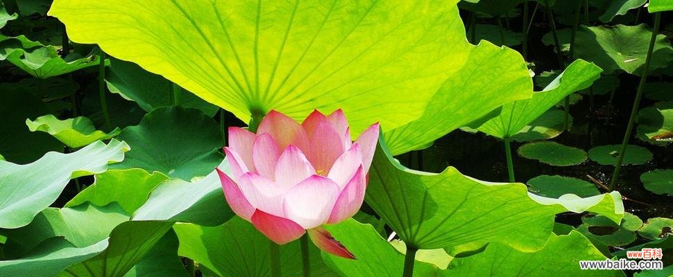 荷花之美 荷花的花语——寓意与美丽