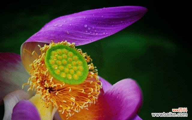 探索花海中的美丽秘密 粉色荷花的花语与寓意