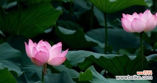 探索花海中的美丽秘密 粉色荷花的花语与寓意