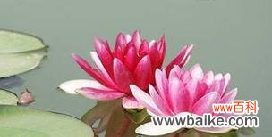 探索荷花的深刻意义与美学内涵 荷花之美