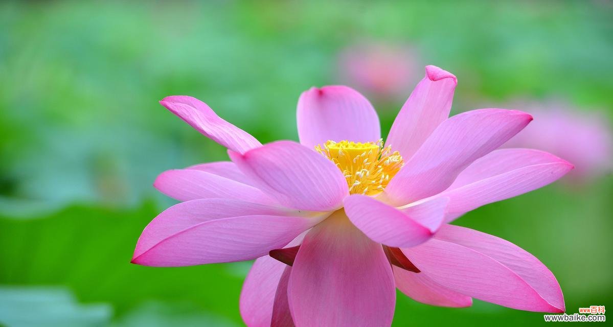 探索荷花的深刻意义与美学内涵 荷花之美