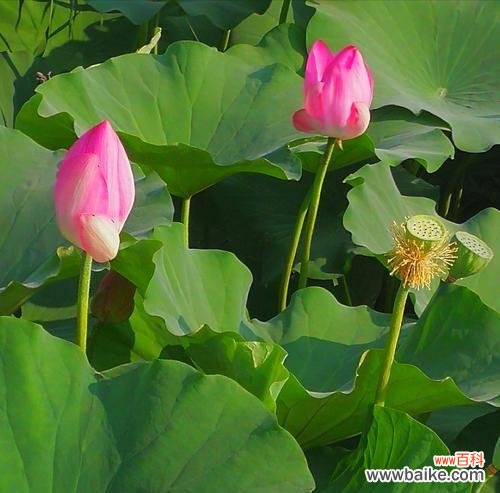 探索荷花的深刻意义与美学内涵 荷花之美