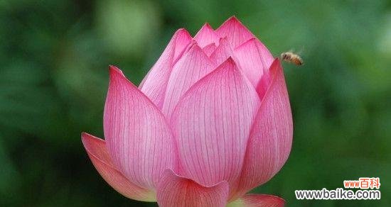 以荷花代表意思的探索之旅 荷花的美丽与意义