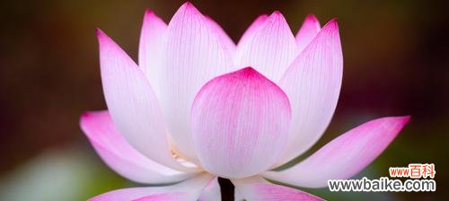 以荷花代表意思的探索之旅 荷花的美丽与意义