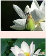 水中花海的艳丽与深邃 荷花的寓意与象征