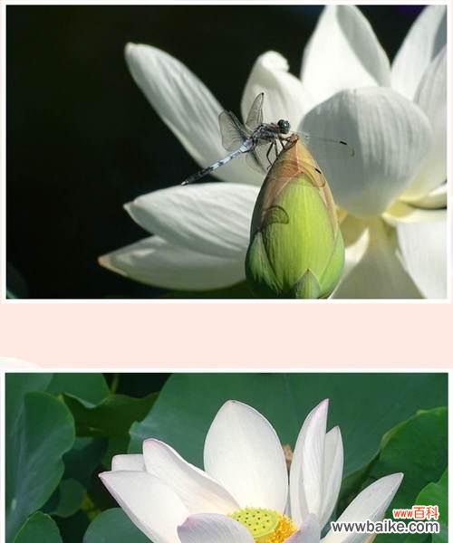 水中花海的艳丽与深邃 荷花的寓意与象征