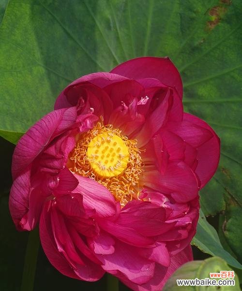 水中花海的艳丽与深邃 荷花的寓意与象征