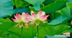 探究荷花的神秘寓意 荷花的象征意义