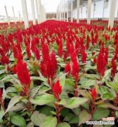 探寻鸡冠花的寓意与象征意义 鸡冠花