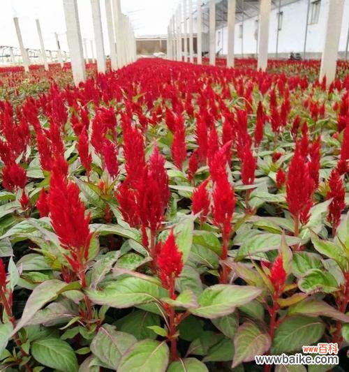 探寻鸡冠花的寓意与象征意义 鸡冠花