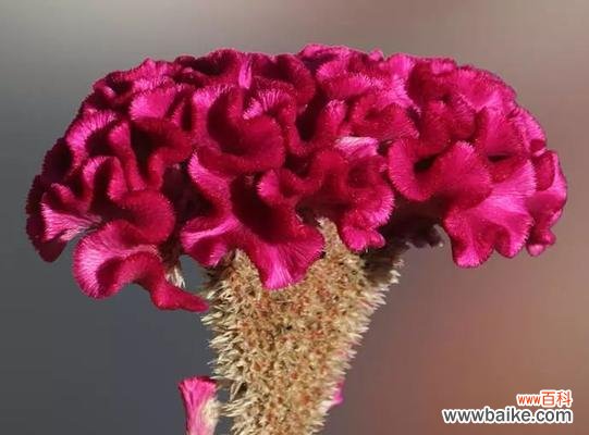 揭开红色鸡冠花花语的世界 红色鸡冠花花语