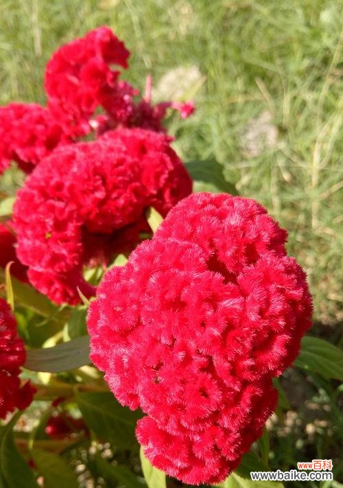 揭开红色鸡冠花花语的世界 红色鸡冠花花语