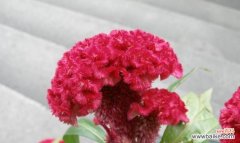 探索鸡冠花所象征的丰富内涵 鸡冠花花语的深刻寓意