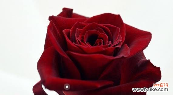 探寻玫瑰花背后的深刻寓意 玫瑰花的意义与象征