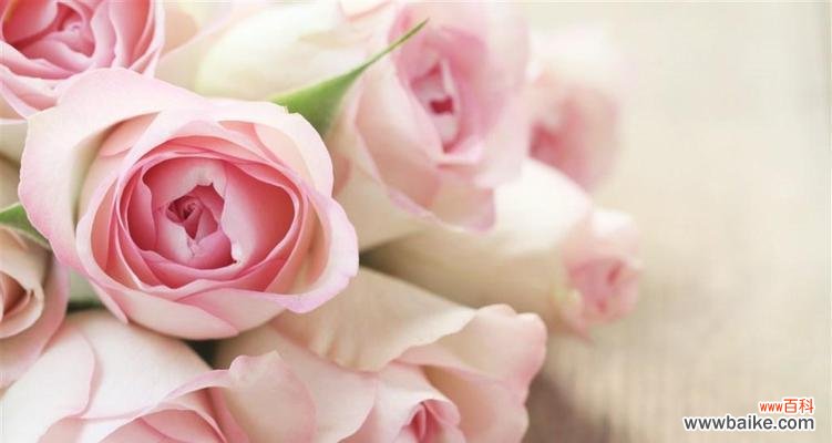 探寻玫瑰花背后的深刻寓意 玫瑰花的意义与象征