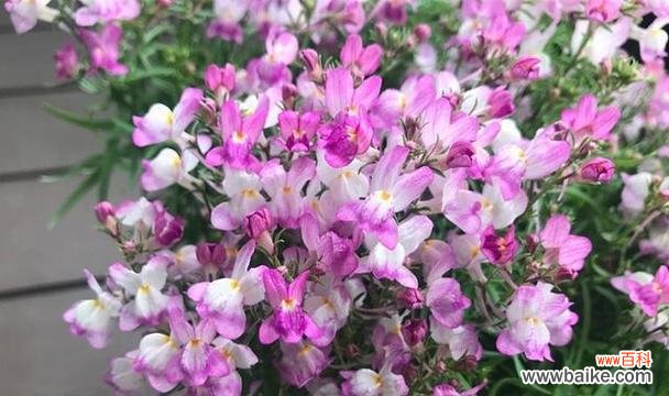 探寻姬金鱼草的花语与意义 以姬金鱼草的花语寓意