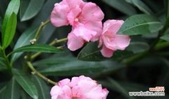 探索夹竹桃花语的含义与传承 夹竹桃花语的深意