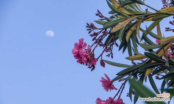 探索夹竹桃花语的含义与传承 夹竹桃花语的深意