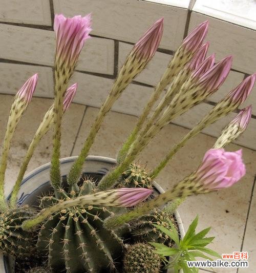 探索家庭中仙人球开花的美丽与象征意义 仙人球开花的寓意与象征