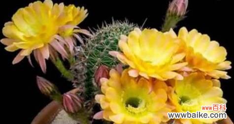 探索家庭中仙人球开花的美丽与象征意义 仙人球开花的寓意与象征