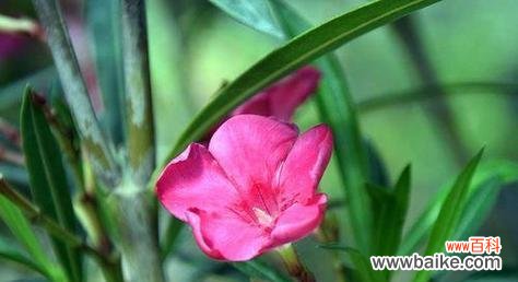 探寻夹竹桃花语的深意 夹竹桃花语