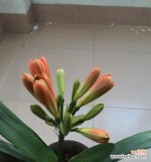 品味君子兰开花背后的人生哲理 君子兰开花的寓意