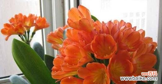 品味君子兰开花背后的人生哲理 君子兰开花的寓意