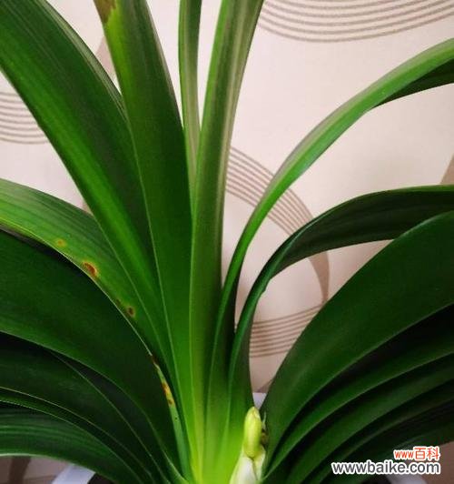 花开富贵 家里君子兰开花的寓意