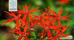 秋意渐浓 秋萝花语——剪秋萝的美丽与寓意