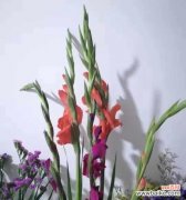 探寻剑兰的花语和寓意 剑兰花