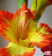 探寻剑兰花的美丽与深刻内涵 剑兰花的寓意与象征意义