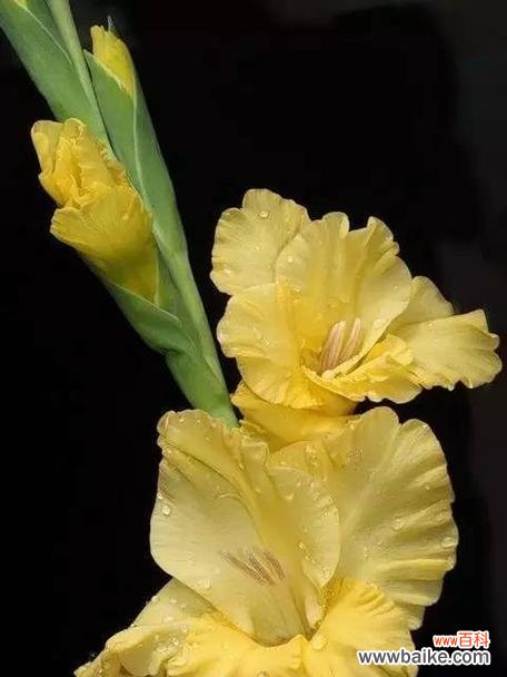 探寻剑兰花的美丽与深刻内涵 剑兰花的寓意与象征意义