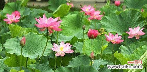 荷花 荷花的花语