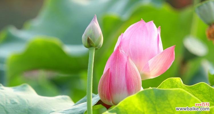 探寻荷花在文化中的吉祥象征 荷花