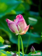 探寻荷花在文化中的吉祥象征 荷花