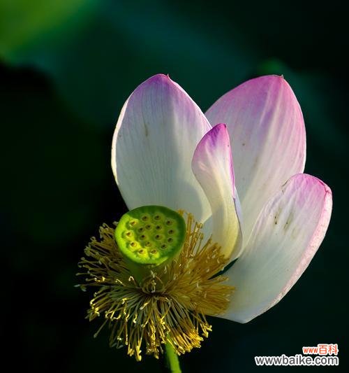 揭示荷花的文化内涵及象征意义 荷花的象征意义