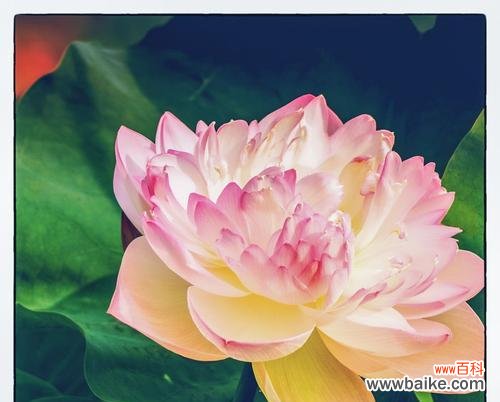 揭示荷花的文化内涵及象征意义 荷花的象征意义