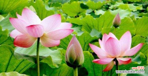 一朵荷花 荷花的象征意义与传承