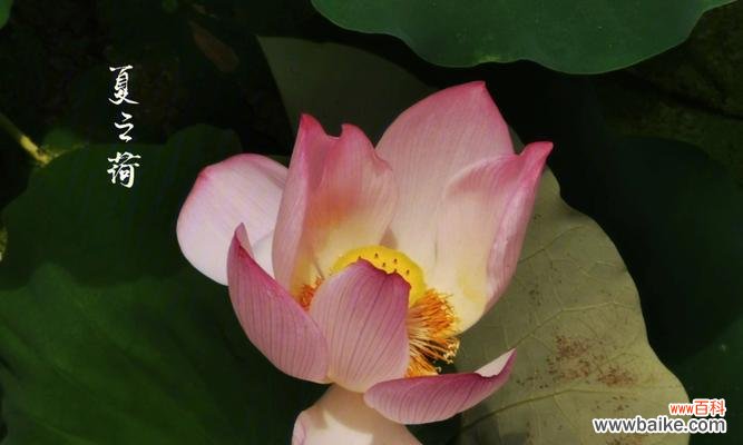 一朵荷花 荷花的象征意义与传承