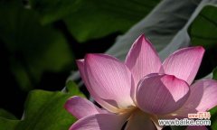 水上花中的至圣象征 荷花的代表意义