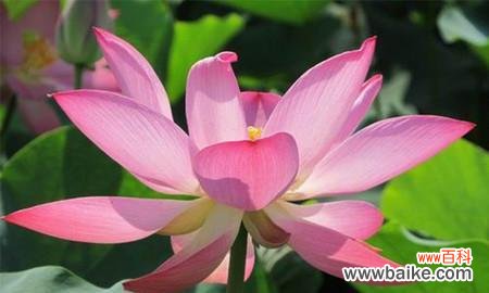 解读荷花的五种象征 荷花的象征意义