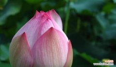 解读荷花的五种象征 荷花的象征意义