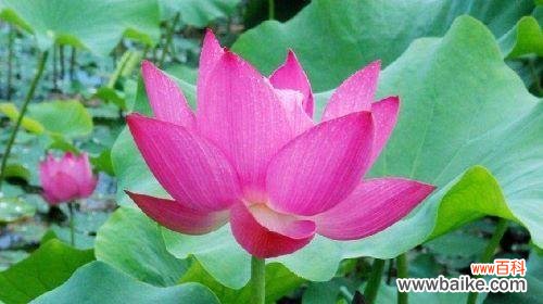 探索荷花在中华文化中的深远意义 荷花的象征意义与传承