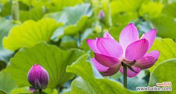 探索荷花在中华文化中的深远意义 荷花的象征意义与传承