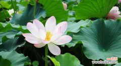 荷花之于人——一种思想的映射 荷花的美丽与人生的象征