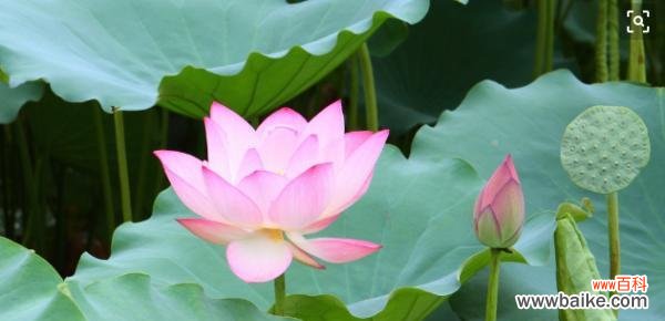 荷花象征着什么样的人 荷花的美丽与品质